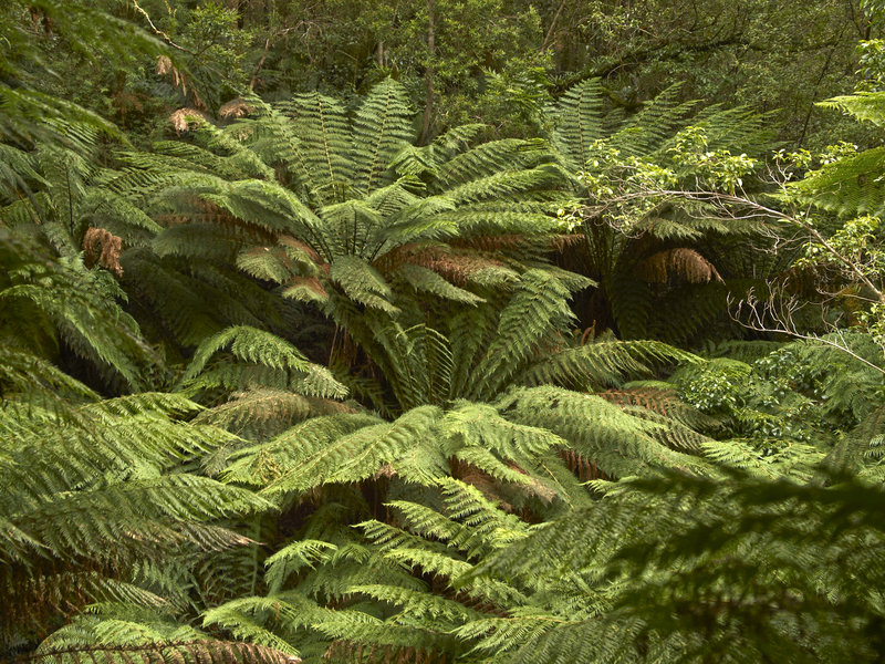 Mait's Rest, Cycad